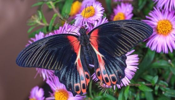 Выставка живых тропических бабочек «Айлант»
