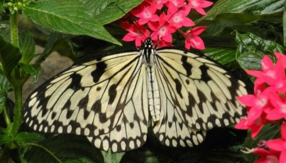 Выставка живых тропических бабочек «Айлант»