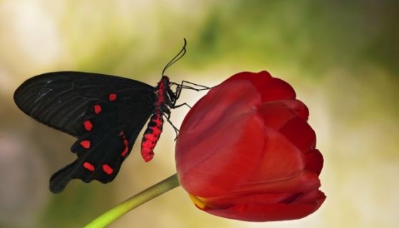 Выставка живых тропических бабочек «Айлант»