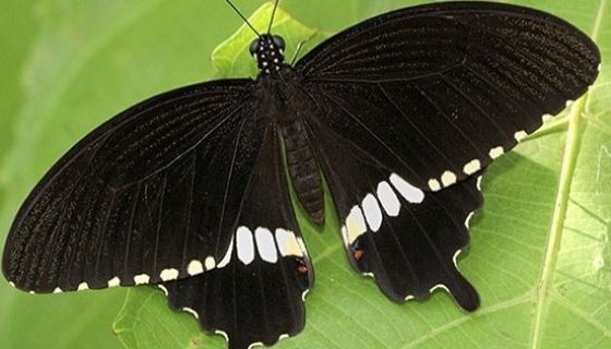 Выставка живых тропических бабочек «Айлант»