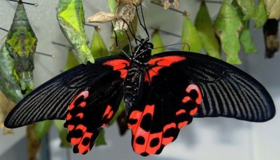 Выставка живых тропических бабочек «Айлант»