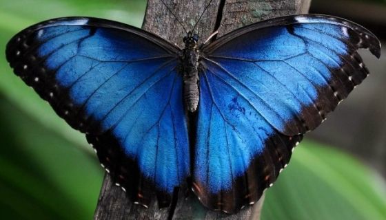 Выставка живых тропических бабочек «Айлант»