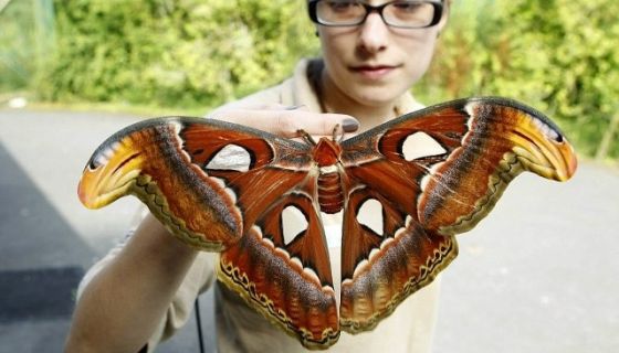 Выставка живых тропических бабочек «Айлант»