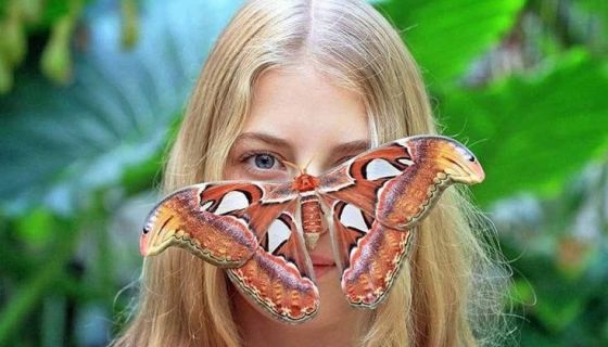 Выставка живых тропических бабочек «Айлант»